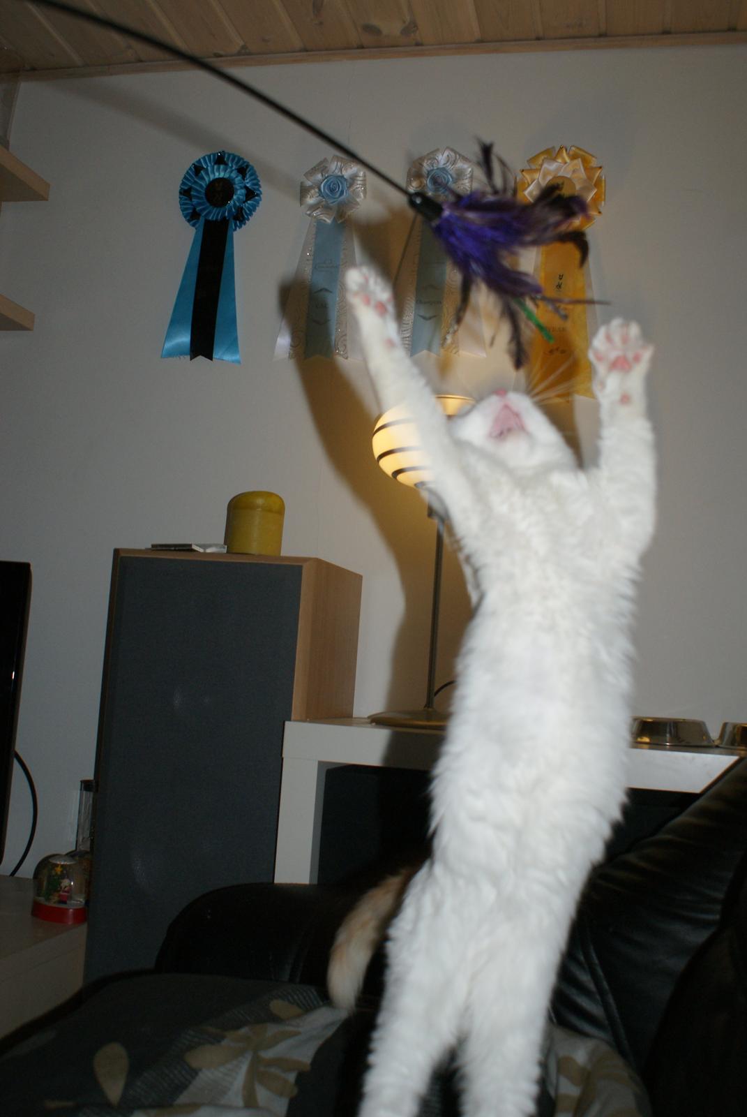 Tyrkisk Van DK Soyanne´s Cher (Avlskat) billede 26