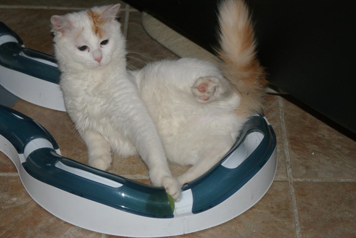 Tyrkisk Van DK Soyanne´s Cher (Avlskat) billede 28