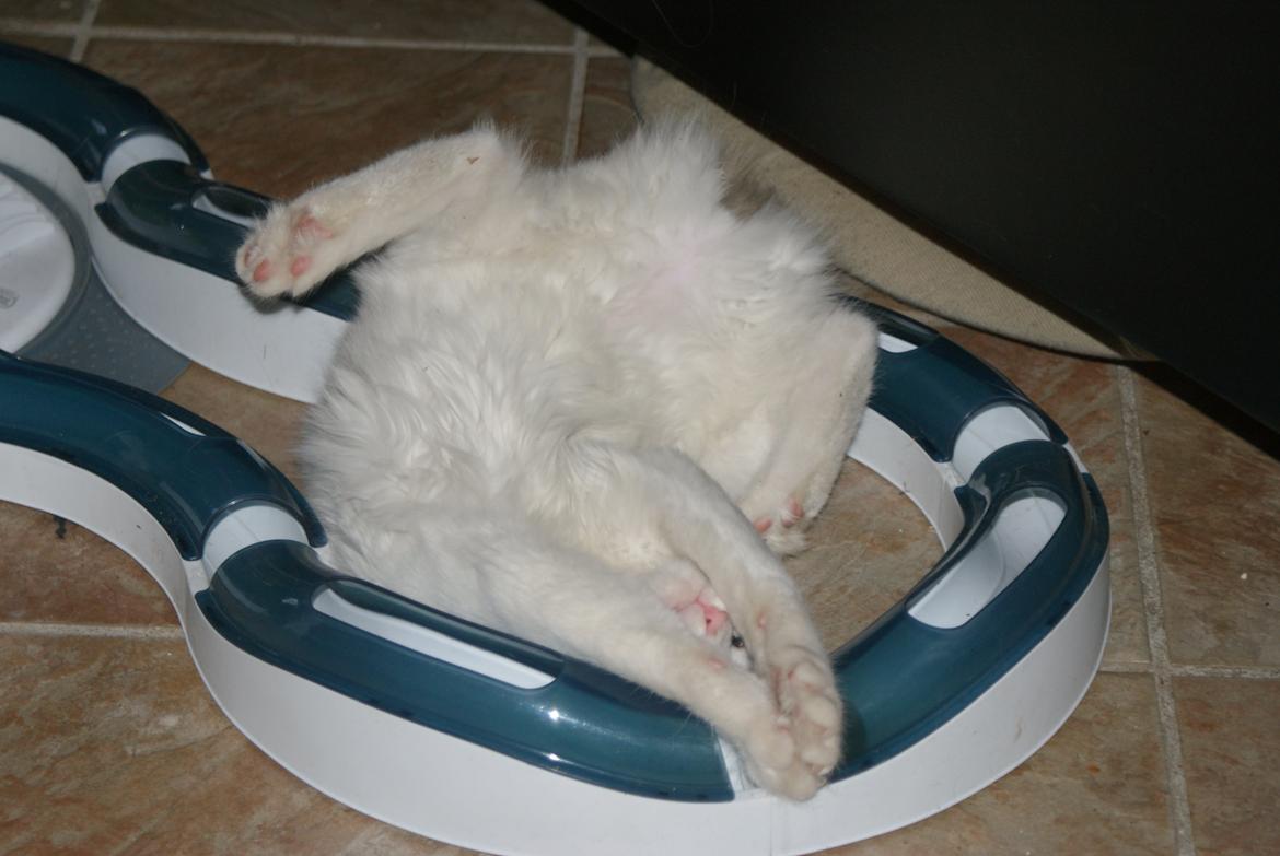 Tyrkisk Van DK Soyanne´s Cher (Avlskat) billede 29