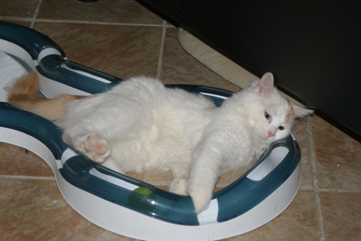 Tyrkisk Van DK Soyanne´s Cher (Avlskat) billede 30