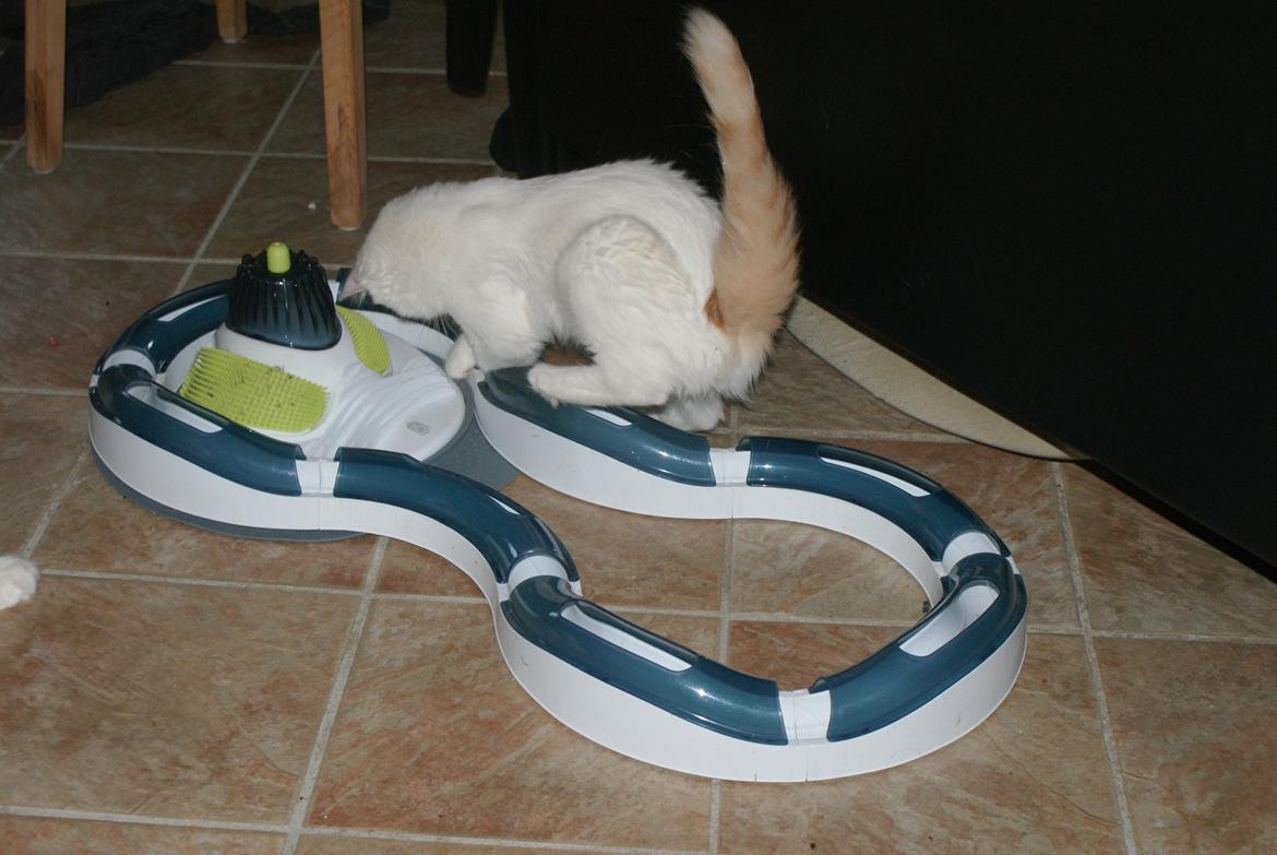 Tyrkisk Van DK Soyanne´s Cher (Avlskat) billede 31