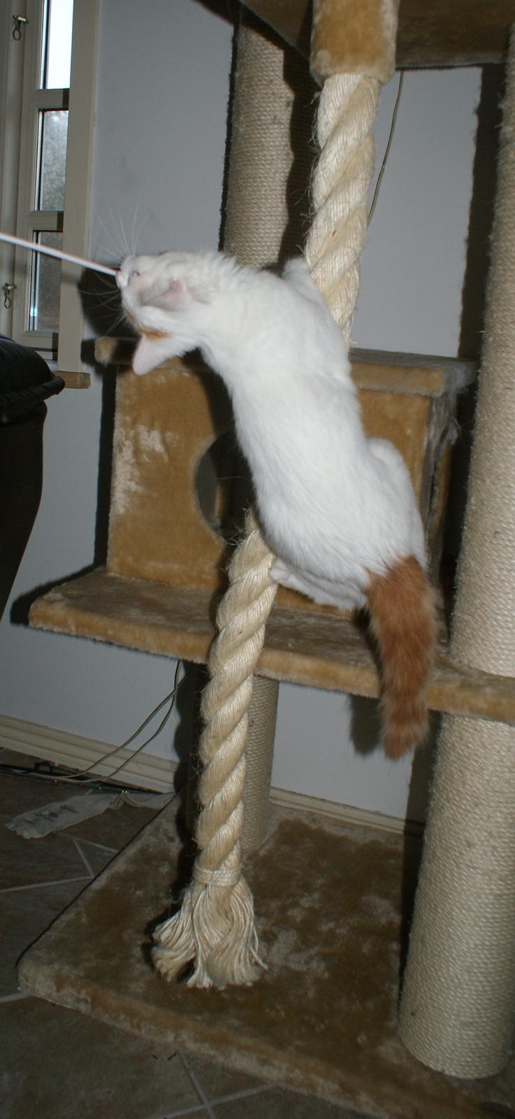 Tyrkisk Van DK Soyanne´s Cher (Avlskat) billede 32