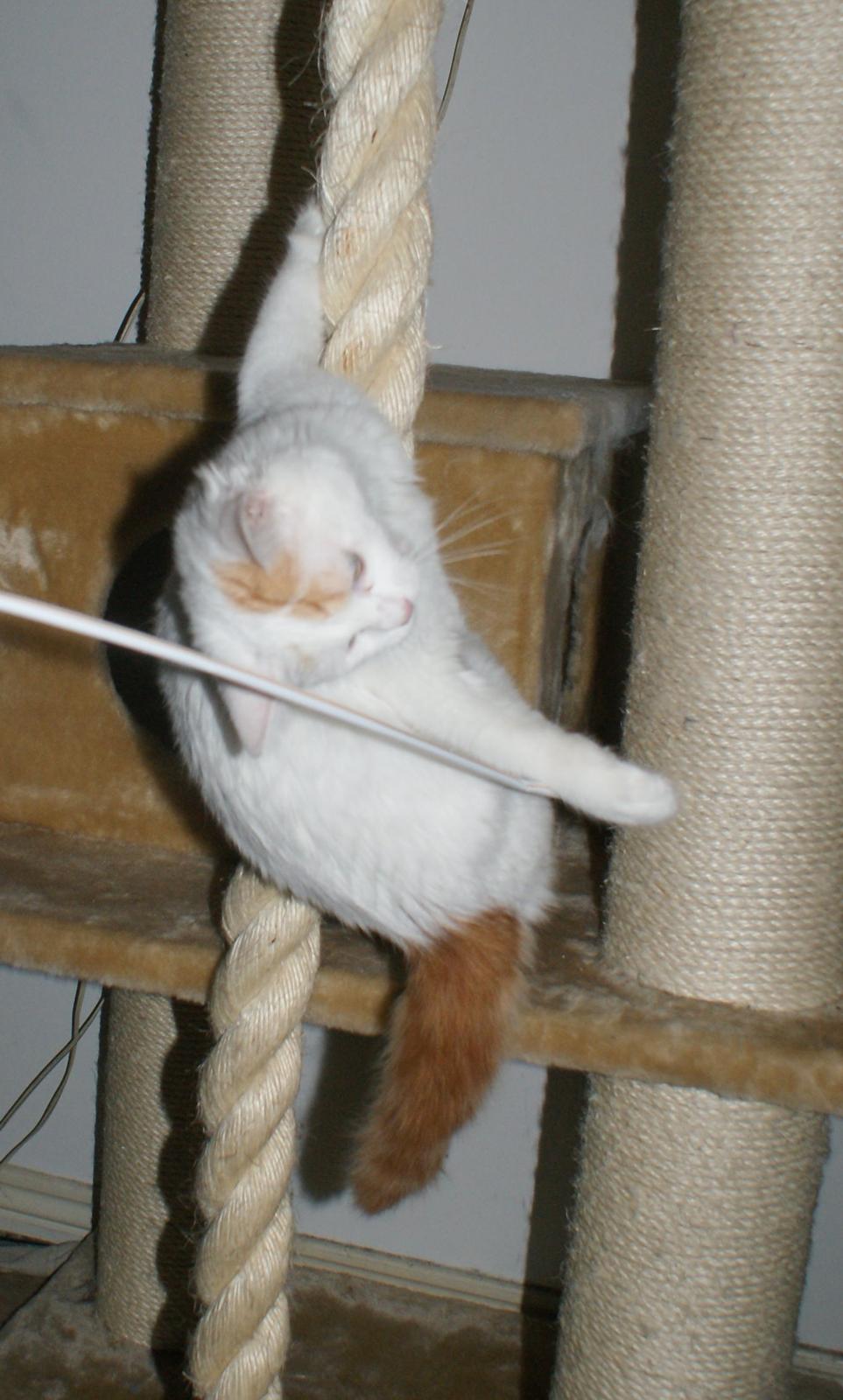 Tyrkisk Van DK Soyanne´s Cher (Avlskat) billede 33