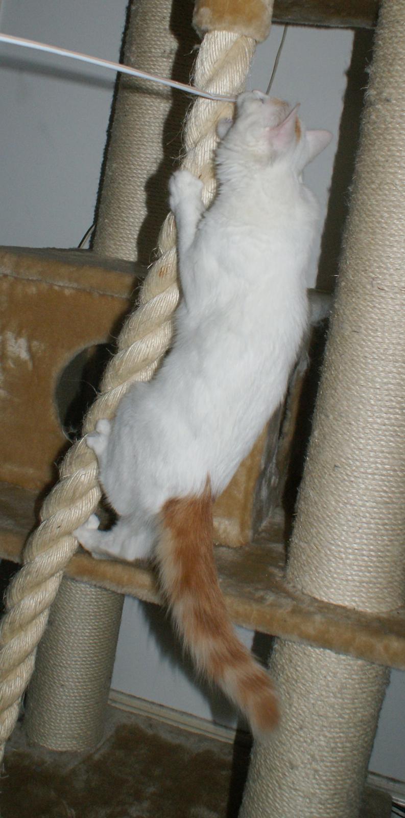 Tyrkisk Van DK Soyanne´s Cher (Avlskat) billede 34