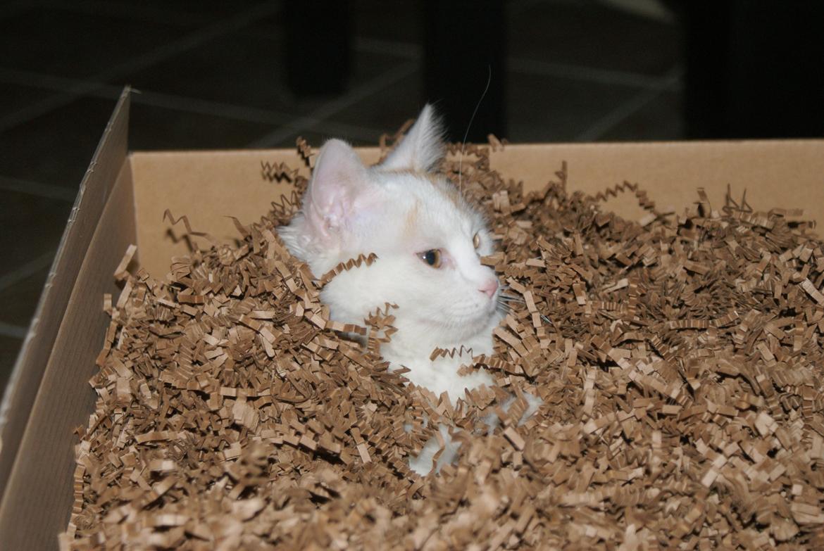 Tyrkisk Van DK Soyanne´s Cher (Avlskat) billede 35