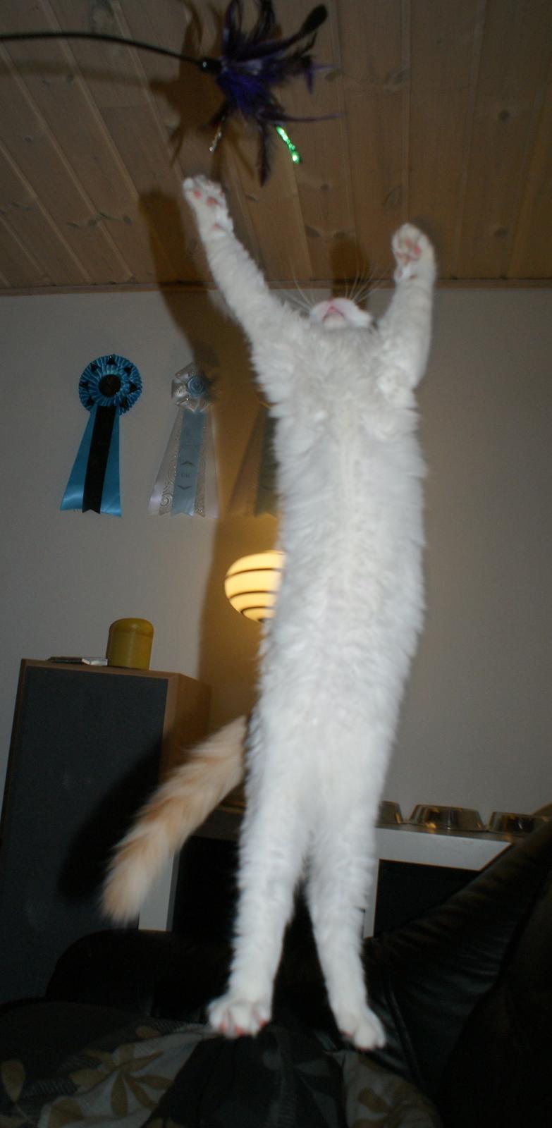 Tyrkisk Van DK Soyanne´s Cher (Avlskat) billede 36