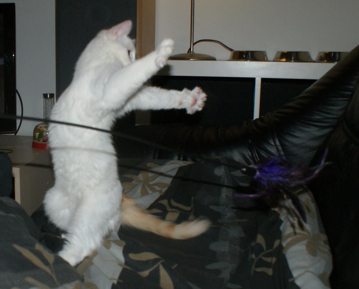 Tyrkisk Van DK Soyanne´s Cher (Avlskat) billede 37