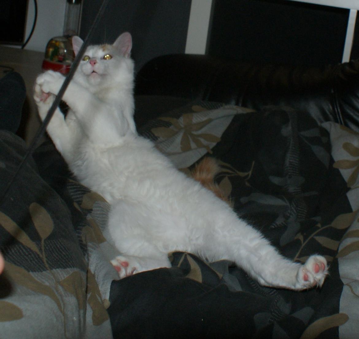 Tyrkisk Van DK Soyanne´s Cher (Avlskat) billede 38