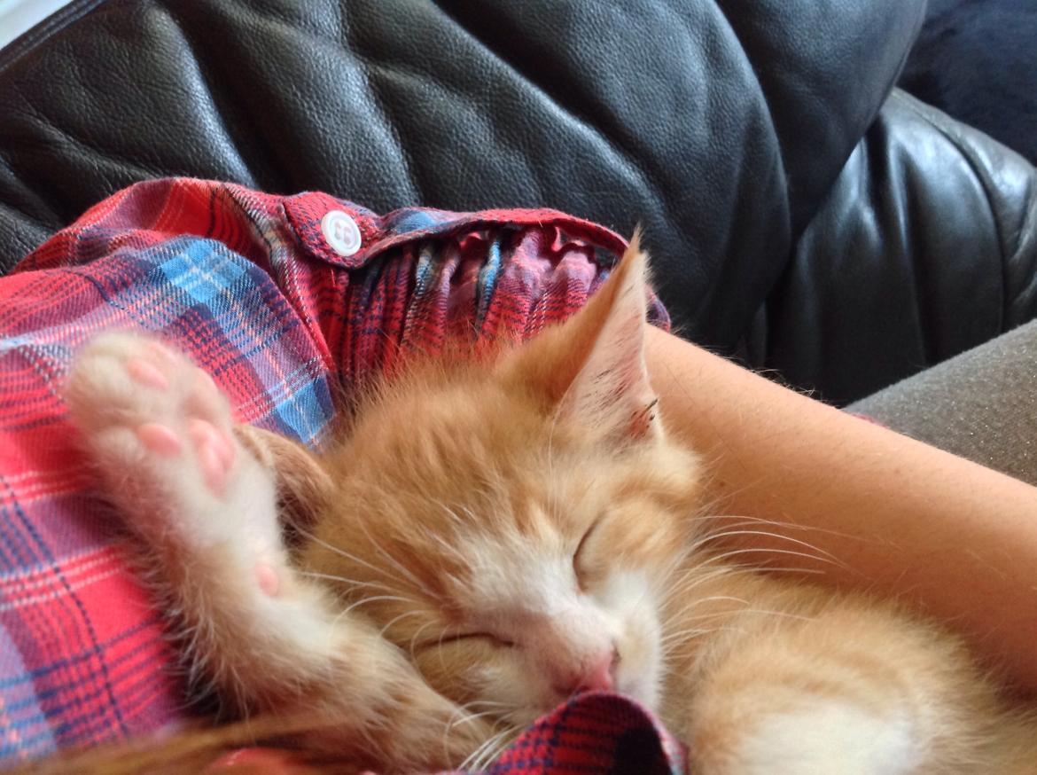 Huskat Sofus billede 45