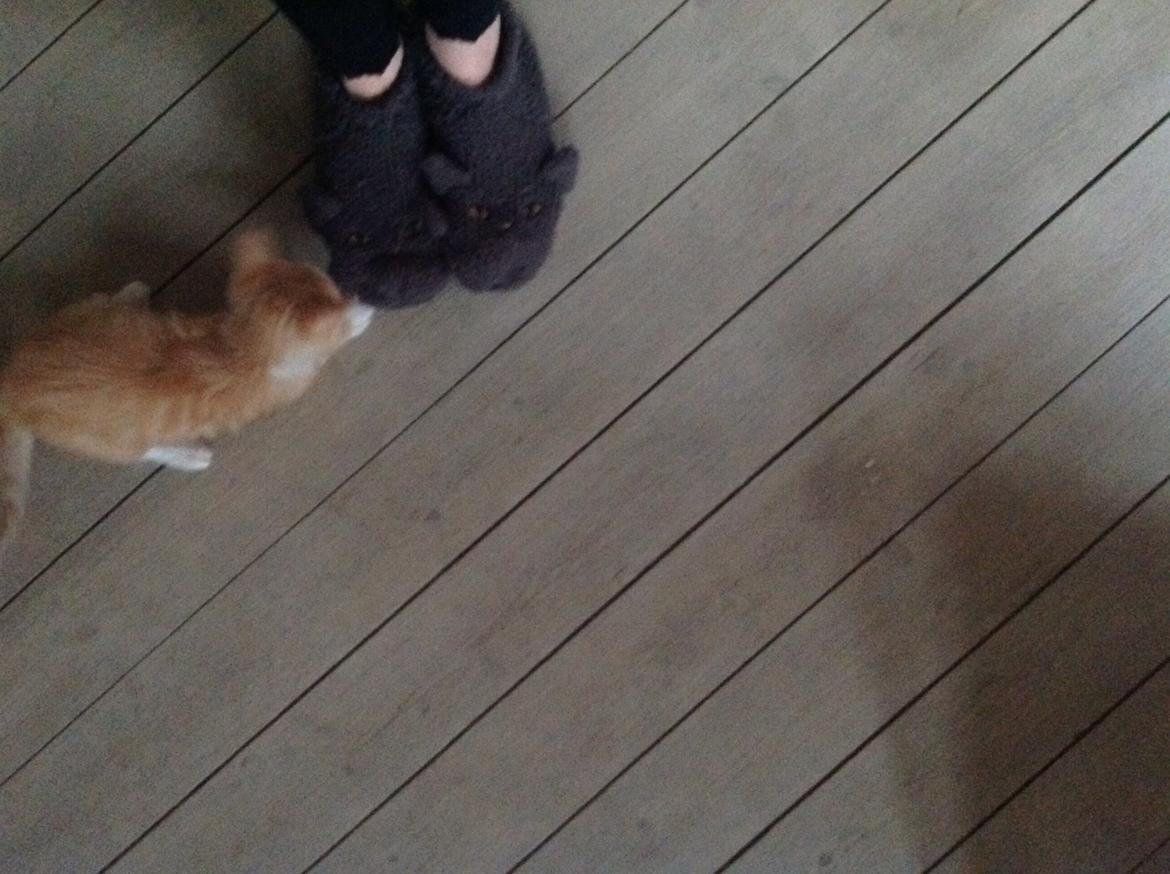 Huskat Sofus billede 46