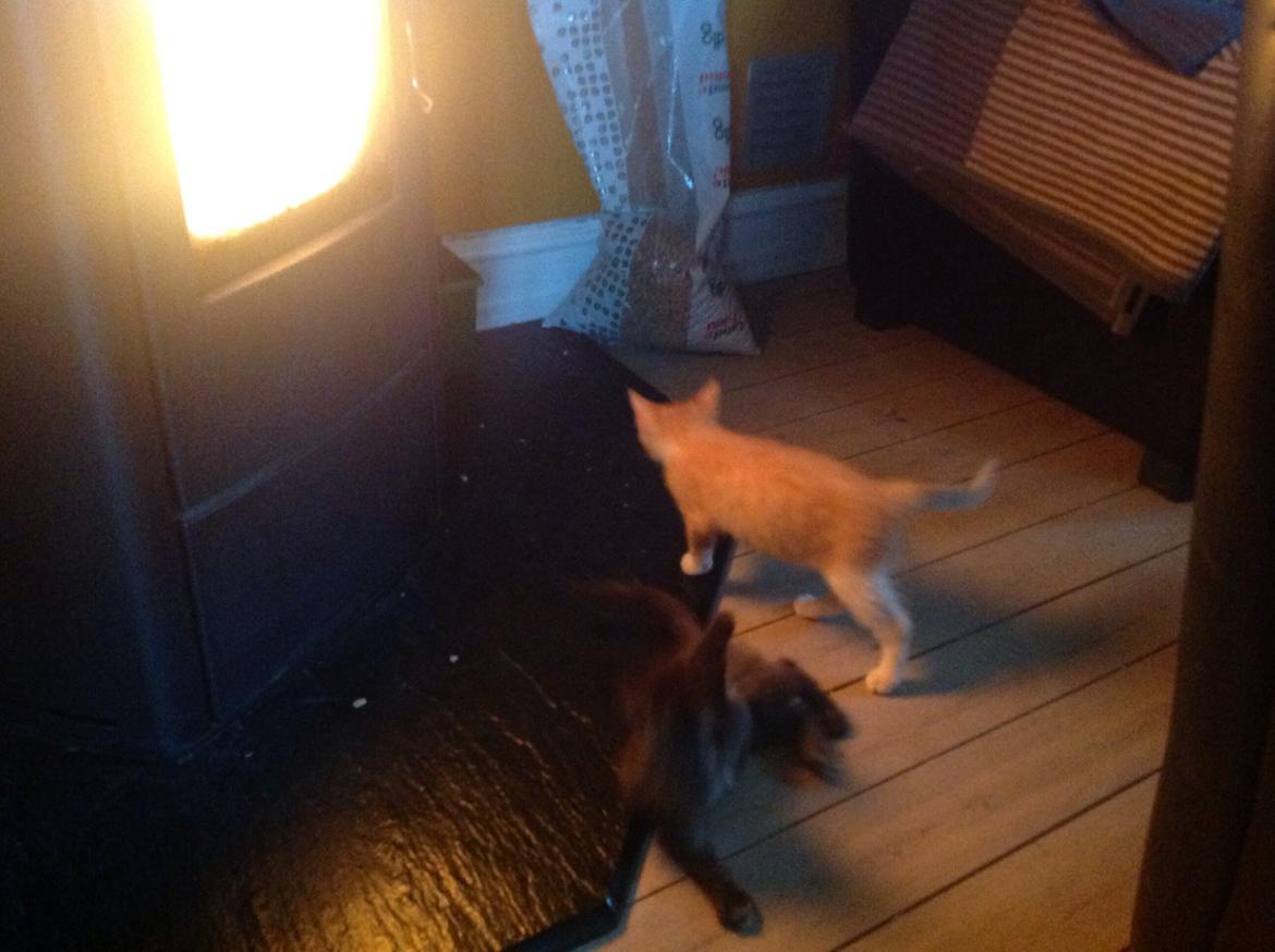 Huskat Sofus billede 47