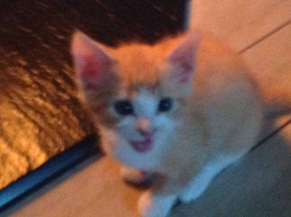 Huskat Sofus billede 48