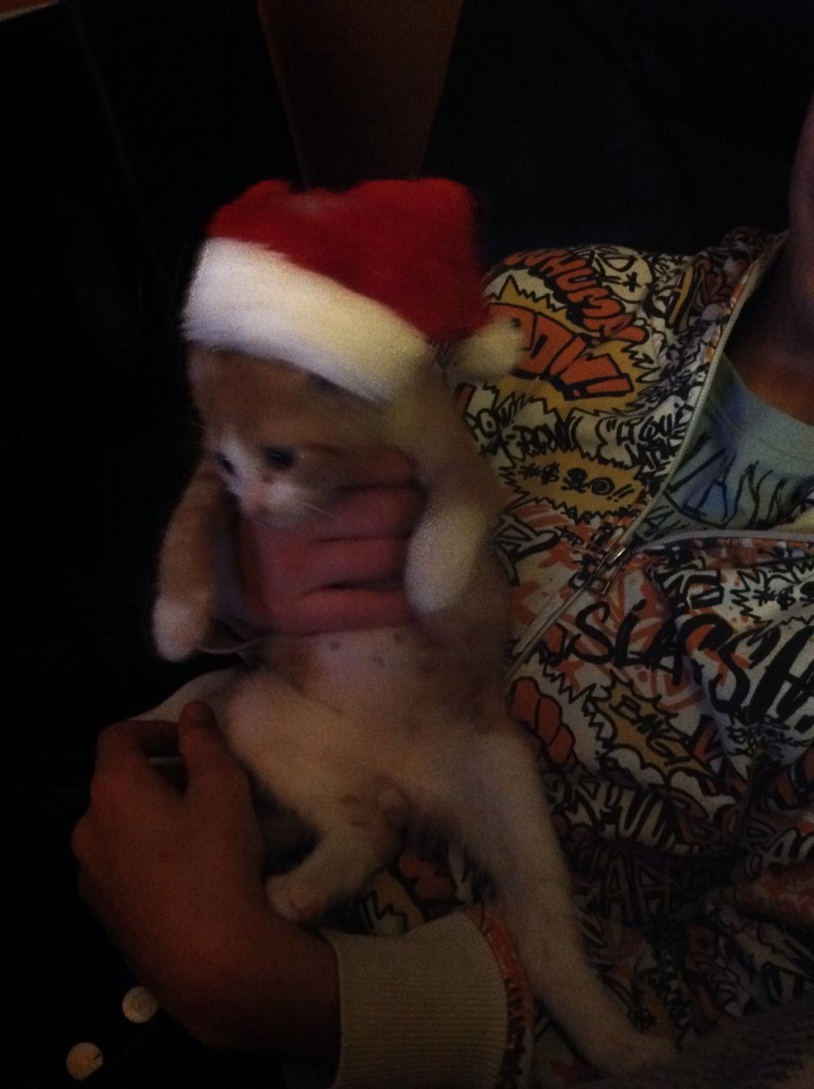 Huskat Sofus billede 49