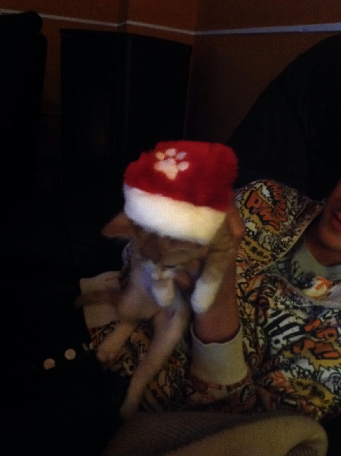 Huskat Sofus billede 50