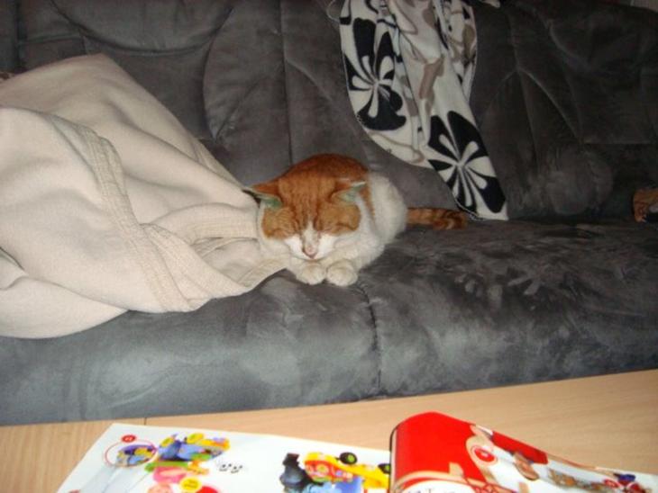 Huskat Bamse billede 1