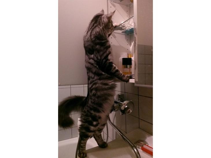 {{currentPhoto.altText}} billede {{currentPhoto.number}}