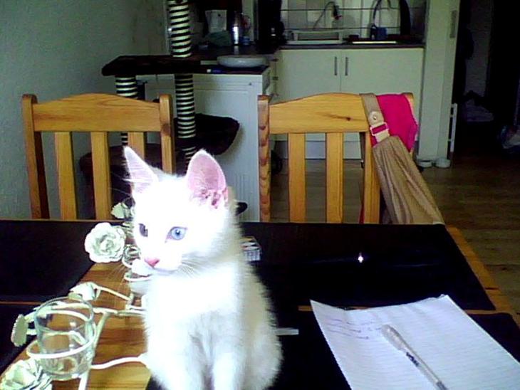 {{currentPhoto.altText}} billede {{currentPhoto.number}}