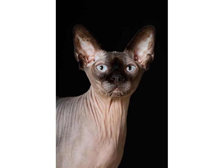 Sphynx Mr. Hyde billede 1