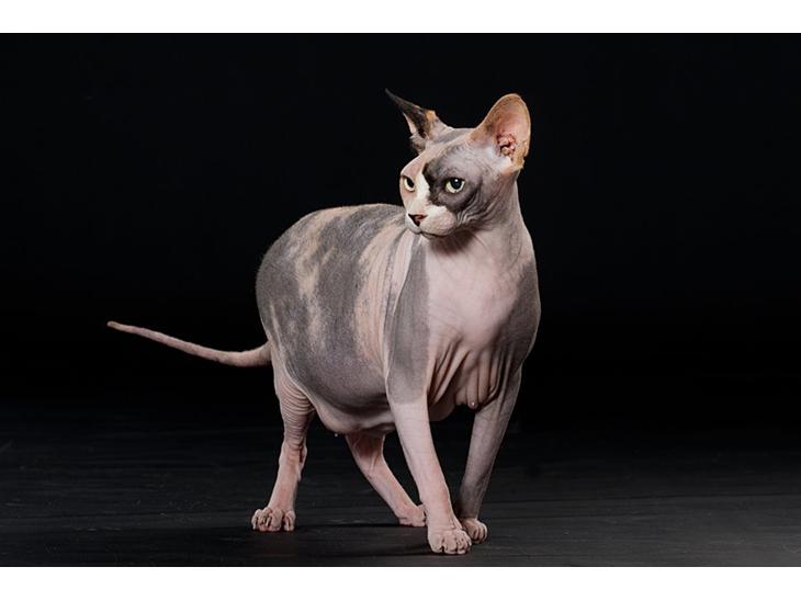 Sphynx Lara Croft billede 1