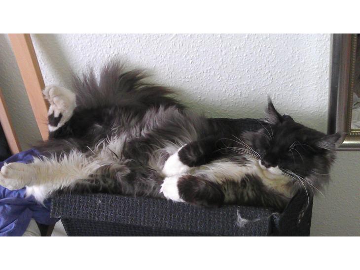 {{currentPhoto.altText}} billede {{currentPhoto.number}}