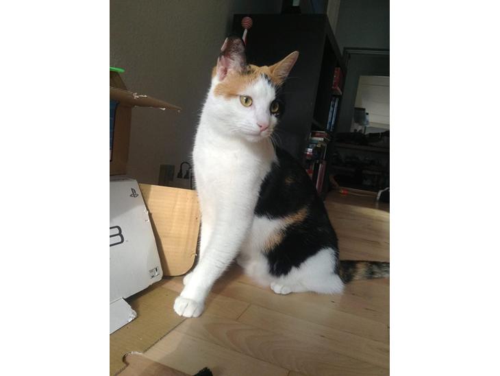 {{currentPhoto.altText}} billede {{currentPhoto.number}}