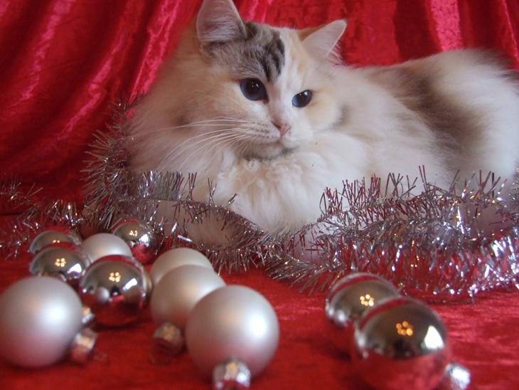 Ragdoll S* Gunbertus Lily billede 1