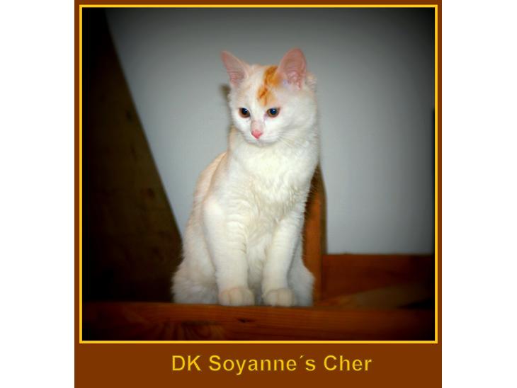 Tyrkisk Van DK Soyanne´s Cher (Avlskat) - Cher ved ikke helt om hun gide være med til at lege  billede 1