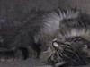 Maine Coon Vuk