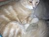 Maine Coon Mille