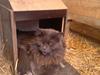 Maine Coon Cheeta