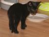 Huskat "Blackie " Alias "Lille punktum"