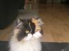 Perser FELINA