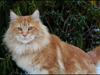 Maine Coon DK Proud Danish MoonLight [Tidl. kat]
