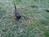 Blanding af racer Robin Hood (min lillebrors kat)
