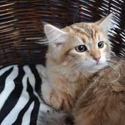 Sibirisk Kat Lucy