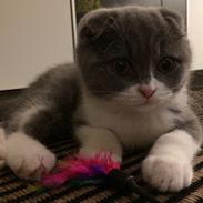 Scottish Fold Hikke