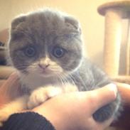 Scottish Fold Hikke