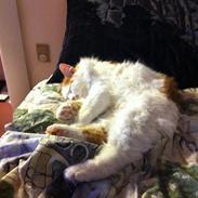 Kurilean Bobtail DK* Klokmose Jack Holden
