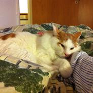 Kurilean Bobtail DK* Klokmose Jack Holden