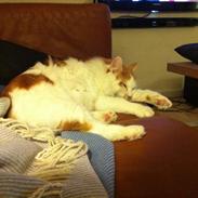 Kurilean Bobtail DK* Klokmose Jack Holden