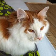 Kurilean Bobtail DK* Klokmose Jack Holden