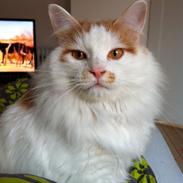 Kurilean Bobtail DK* Klokmose Jack Holden