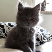 Maine Coon ICatcoon's Kleopatra In Blue