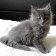 Maine Coon ICatcoon's Kleopatra In Blue