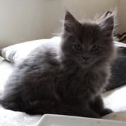 Maine Coon ICatcoon's Kleopatra In Blue