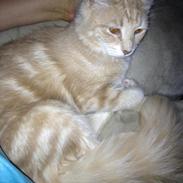 Maine Coon Mille