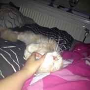 Maine Coon Mille