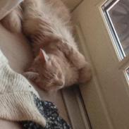 Maine Coon Mille