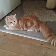 Maine Coon Mille