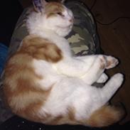 Blanding af racer Buster